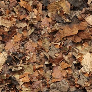 High Resolution Seamless Leaves Texture 0005